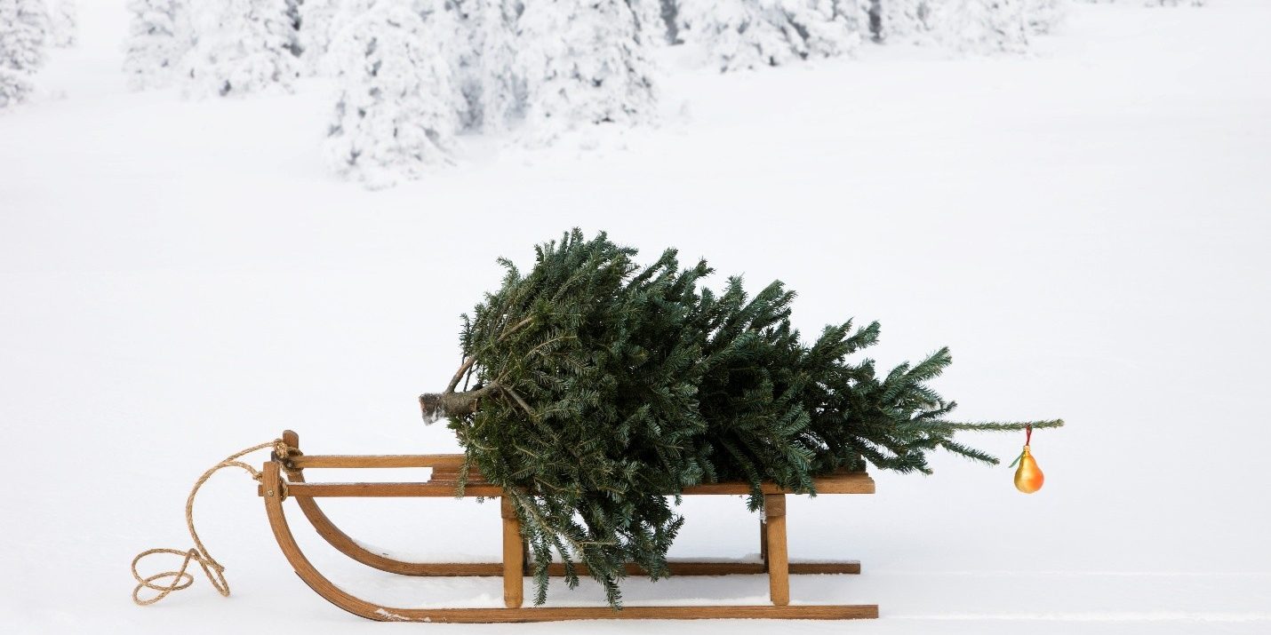 sled with tree